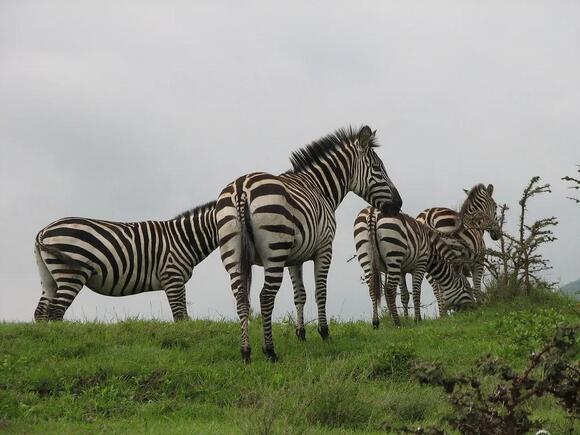 43 Animals With Hooves Found Across the World’s Wild Places - NewsBreak