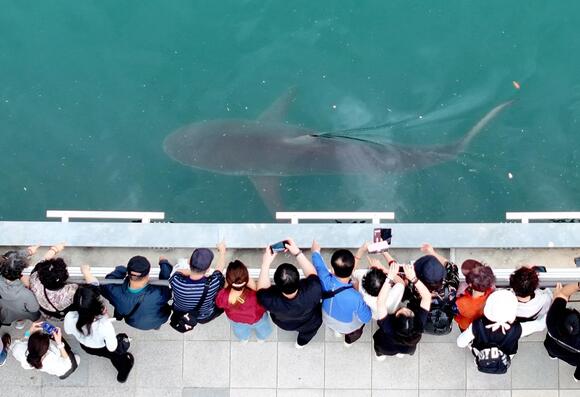 Expert warns stranded shark in South Korea may have just two weeks to ...