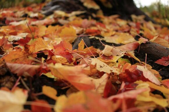 Leave the Leaves: 8 Fall Cleanup Mistakes That Throw Away Free Mulch ...