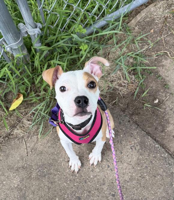 🐶 Friendly Lansdale Dogs Ready for Adoption Into Loving Homes - NewsBreak