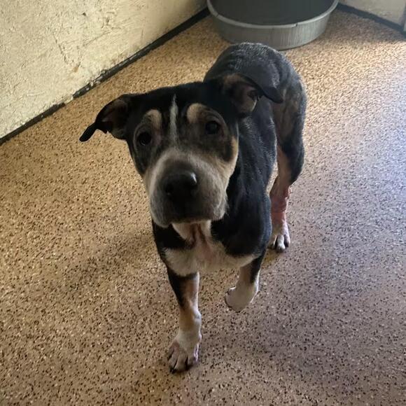 🐶 Friendly Fallon Dogs Ready for Adoption Into Loving Homes - NewsBreak