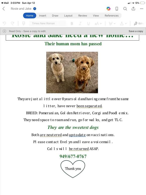 🐶 Playful & Loving Dogs Ready for Adoption in Bend, Oregon - NewsBreak
