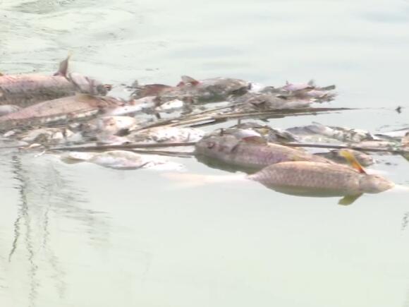 Why are dead fish turning up in the Jordan River? - NewsBreak