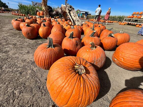 Wisconsin’s Biggest Pumpkin Playground - NewsBreak