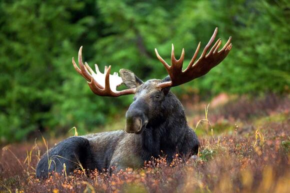 Moose Attacks Woman and Dog at Anchorage Park - NewsBreak