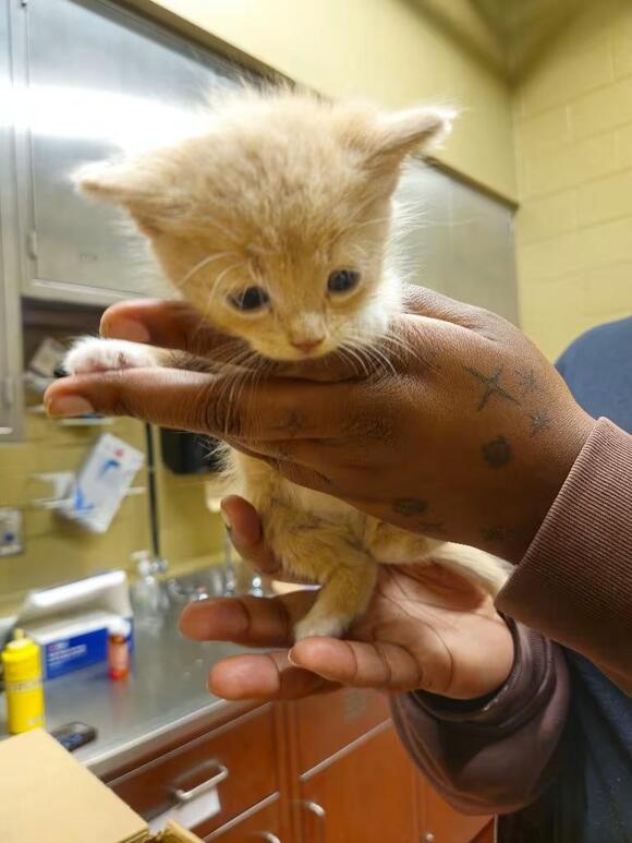 🐱 Playful Kittens & Cool Cats Ready for Adoption in Douglasville ...