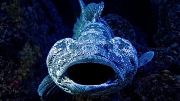 How Marine Life Survives Deep-Sea Pressure - NewsBreak