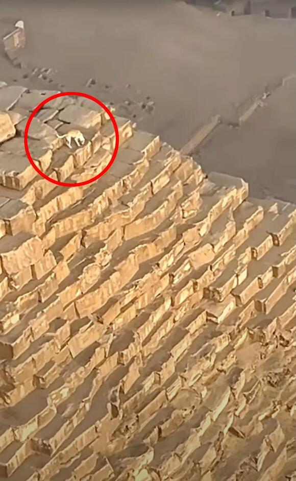 Jawdropping video shows barking dog on top of Great Pyramid of Giza in