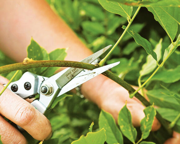 Prune Wisteria in July or Risk Losing Next Year's Flowers - NewsBreak