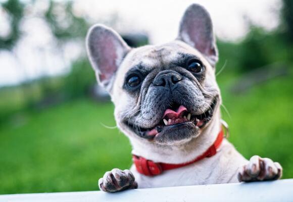 8 French Bulldog Charms That Fit a City Dweller’s Routine - NewsBreak
