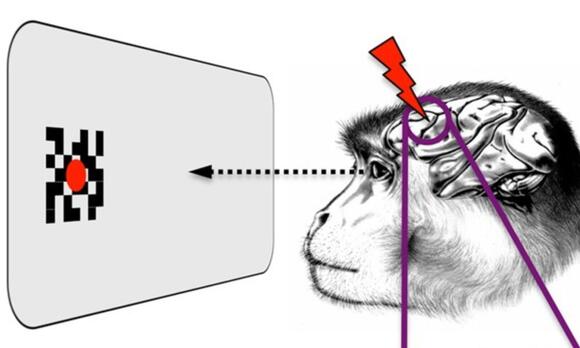 Tiny AI model predicts how visual neurons process images - NewsBreak