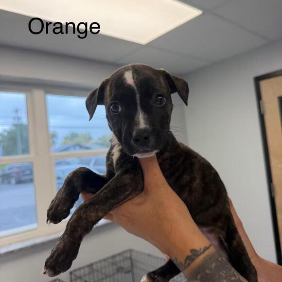 🐶 Playful Pups & a Gentle Shepherd Ready to Adopt in Watertown - NewsBreak