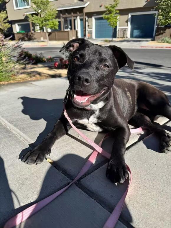 🐶 Playful, Loyal & Loving Dogs Ready for Adoption in Reno - NewsBreak