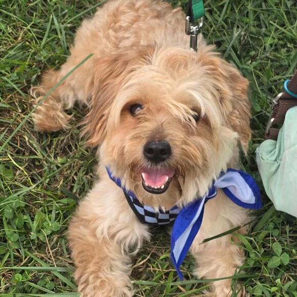 🐶 Gentle, Quirky & Loyal Dogs Ready for Adoption in Chester Springs ...