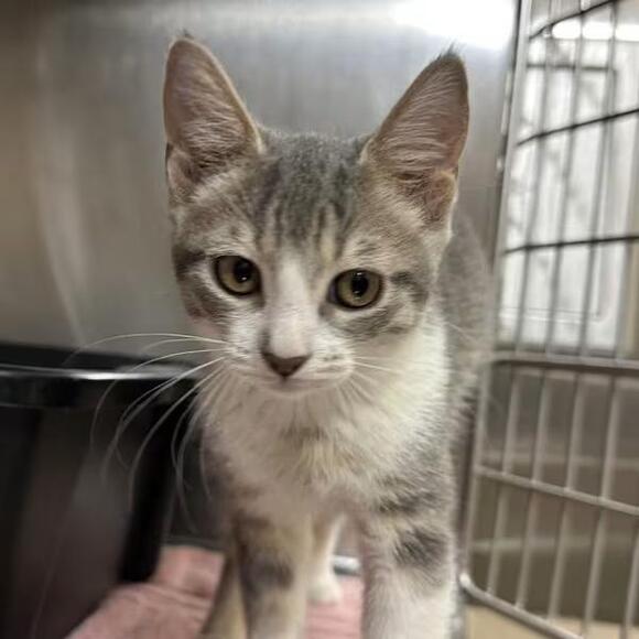 🐱 Playful, Gentle & Curious Cats Ready for Adoption in Walnut Creek ...