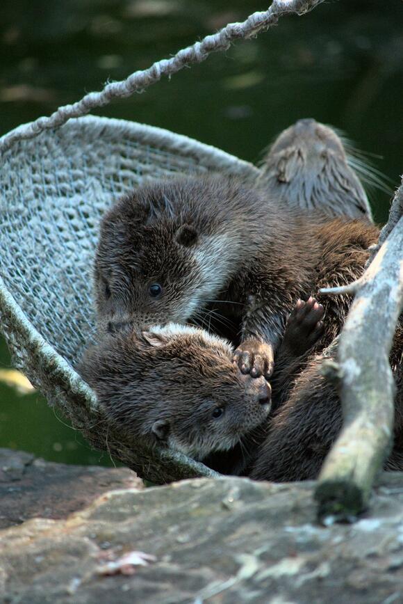 15 Cutest Baby Animals Born in the Wild - NewsBreak