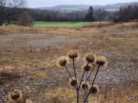 Abandoned: IBM Country Club Site Sits Unused and Unloved - NewsBreak
