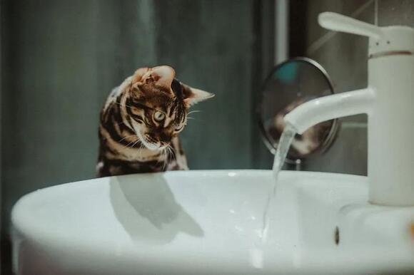9 Unexpected Places Your Cat Finds Pure Joy (Beyond the Box) - NewsBreak