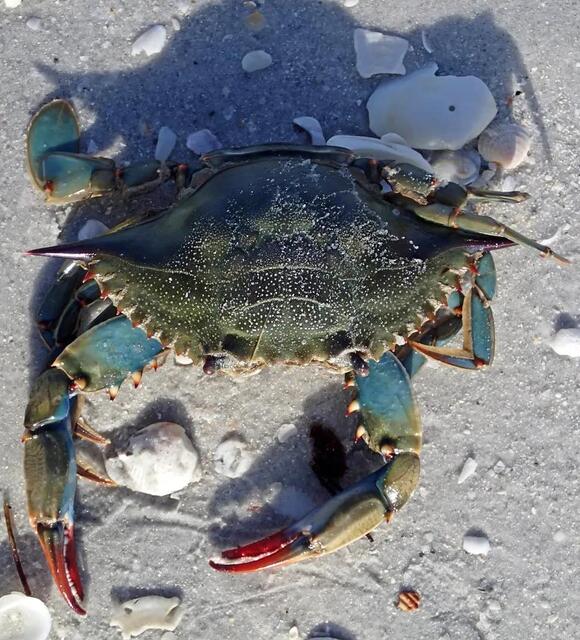 5 Edible Crabs You Can Catch Along the Texas Coast This Season - NewsBreak