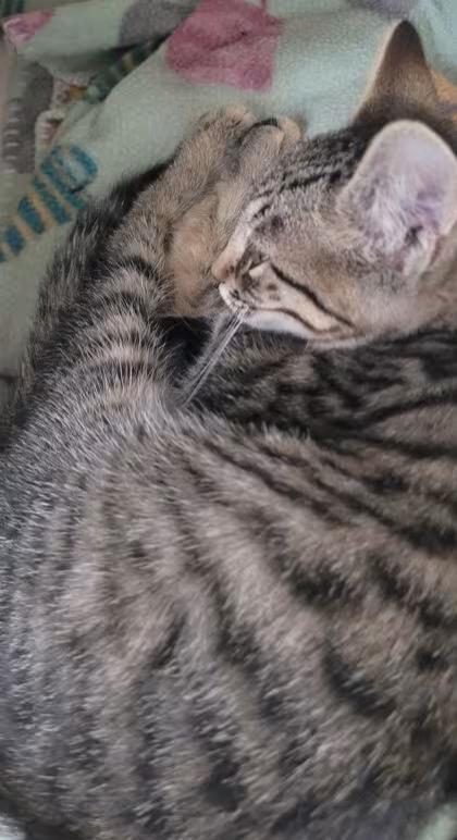 🐱 Gentle Kittens & Calm Adult Cats Ready for Adoption in Dunkirk ...