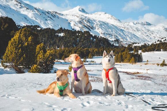 The Role of Dogs in the US Agricultural Industry - NewsBreak