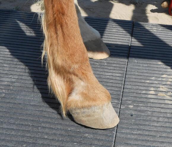 13 Signs Your Horse is Healthy and Happy - NewsBreak