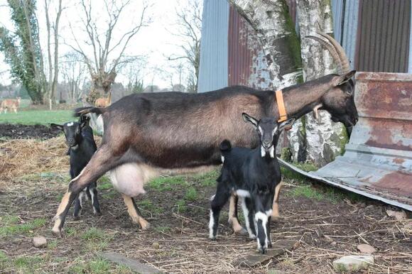 10 Largest Goat Breeds in The World - NewsBreak