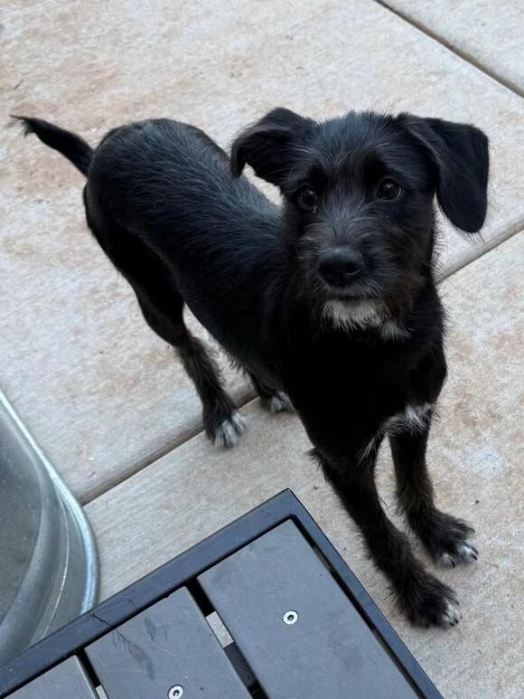 🐶 Playful, Loyal Shelter Dogs Ready for Adoption in Midwest City ...