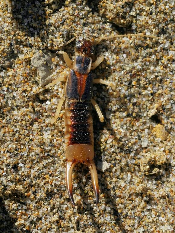 5 Types of Earwigs in Texas: What They Look Like and How to Get Rid of ...