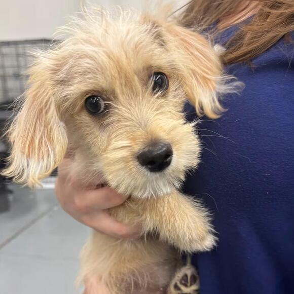 🐶 Playful Poodle Mix Puppies Ready for Adoption in Pt. Richmond - NewsBreak