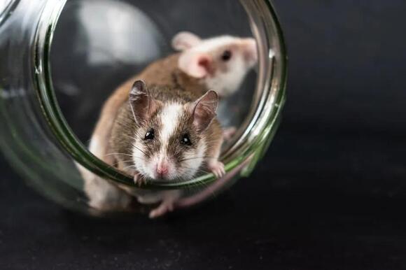 Mice Don't Actually Prefer Cheese - NewsBreak