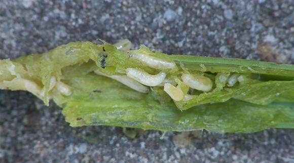 Washington’s Most Damaging Invasive Insects and How to Spot Them ...