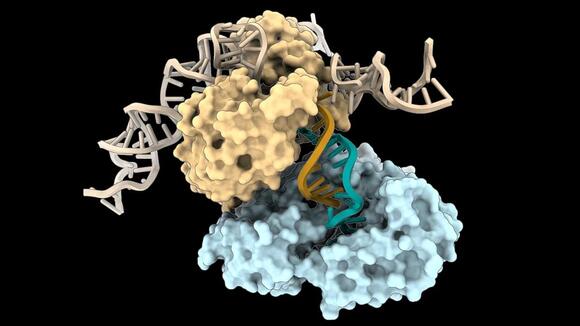 DNA Can Be Built in a Way We've Never Seen Before, Study Finds - NewsBreak
