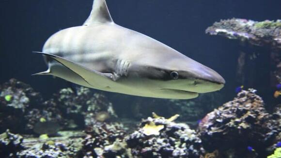 The Real Reason Sharks Circle Before Attacking - NewsBreak