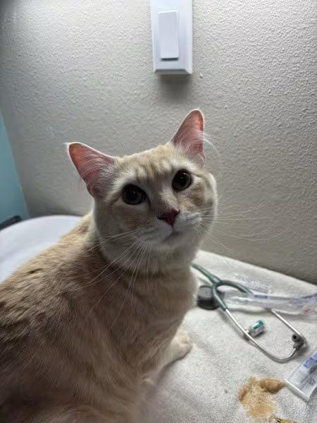 🐱 Friendly Sherwood Cats Ready for Adoption at Local Shelter - NewsBreak