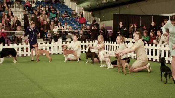 Precious Clip Shows Westminster Dog Show Pups Slacking Off On The Sidelines