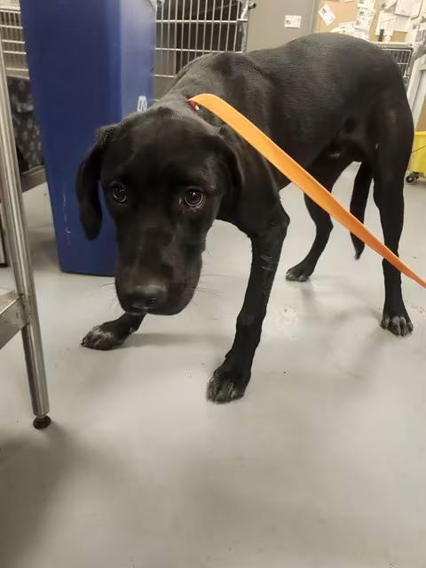 🐶 Playful, Loyal & Loving Dogs Ready for Adoption in San Jacinto ...