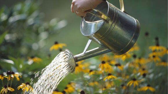 Can you water plants with dishwater? Experts say there are a few things ...