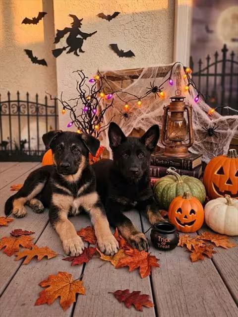 🐶 Playful Shepherd Puppies & a Sweet Hound Await in San Luis Obispo ...