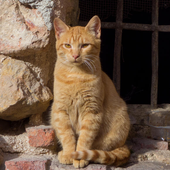 How to Create a Home Where Cats Feel Seen and Heard - NewsBreak