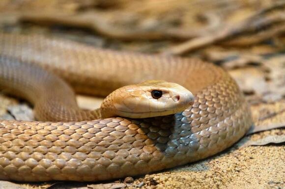 15 Wild Predators That Can Smell You Before They See You - NewsBreak