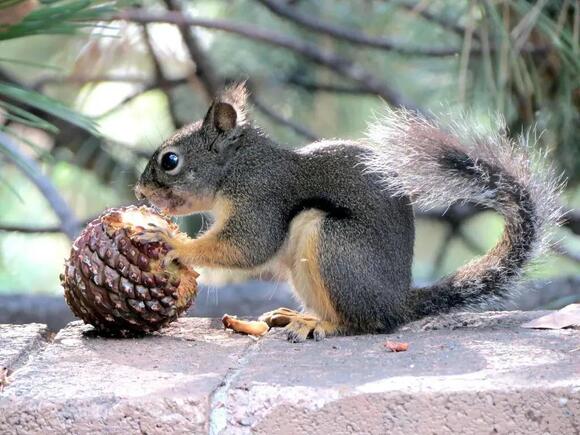 8 Things You Never Knew About Backyard Squirrels and Their Habits