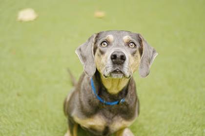 🐶 Gentle, Playful & Senior Dogs Hoping for Homes in Bellevue - NewsBreak
