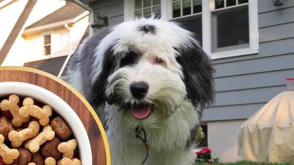 The Ultimate Guide to Owning a Sheepadoodle - NewsBreak
