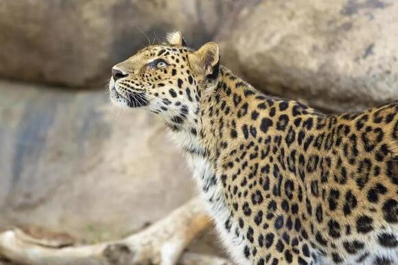 Leopard gets loose at Washington state zoo before returning safely to ...