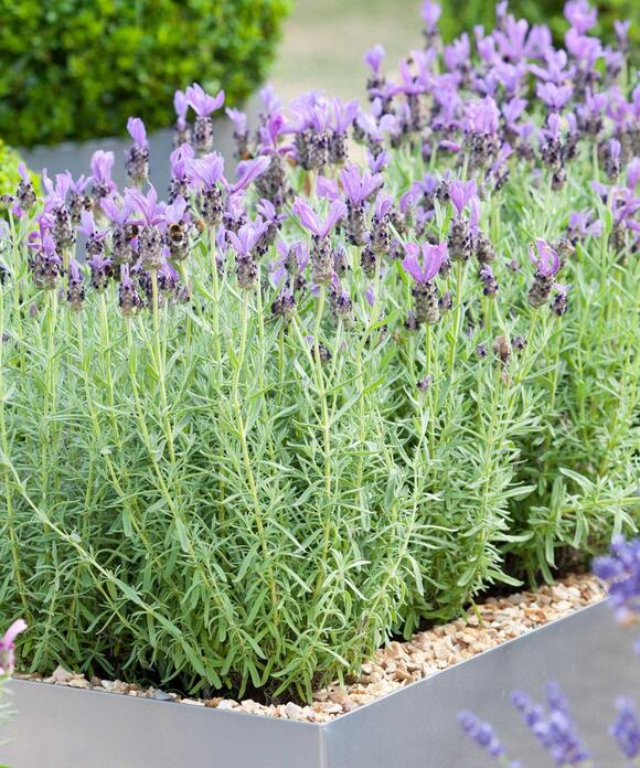 8 plants that make your patio smell nice for a fragrant outdoor