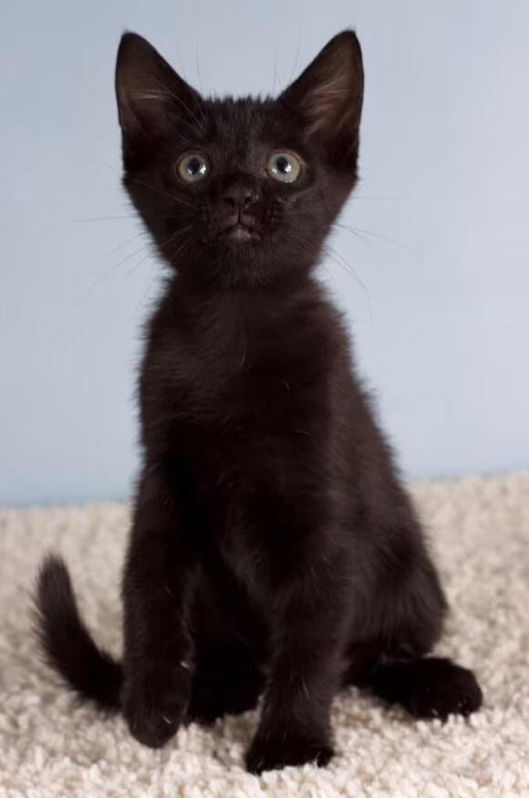 playful-baby-cats-waiting-for-loving-homes-in-gilbert-az-newsbreak