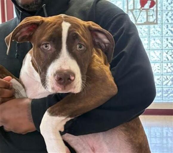 🐶 Playful and Loving Dogs Ready for Adoption in Springfield - NewsBreak