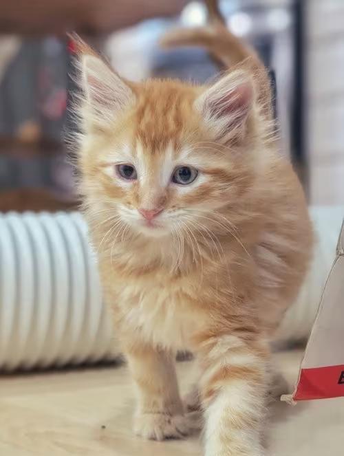 🐱 Playful, Gentle & Curious Kittens Ready for Adoption in San Jose ...