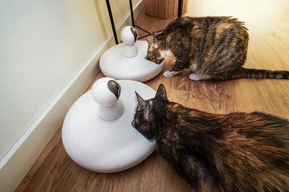 10 Fun Ways to Keep Your Indoor Cat Engaged and Active - NewsBreak